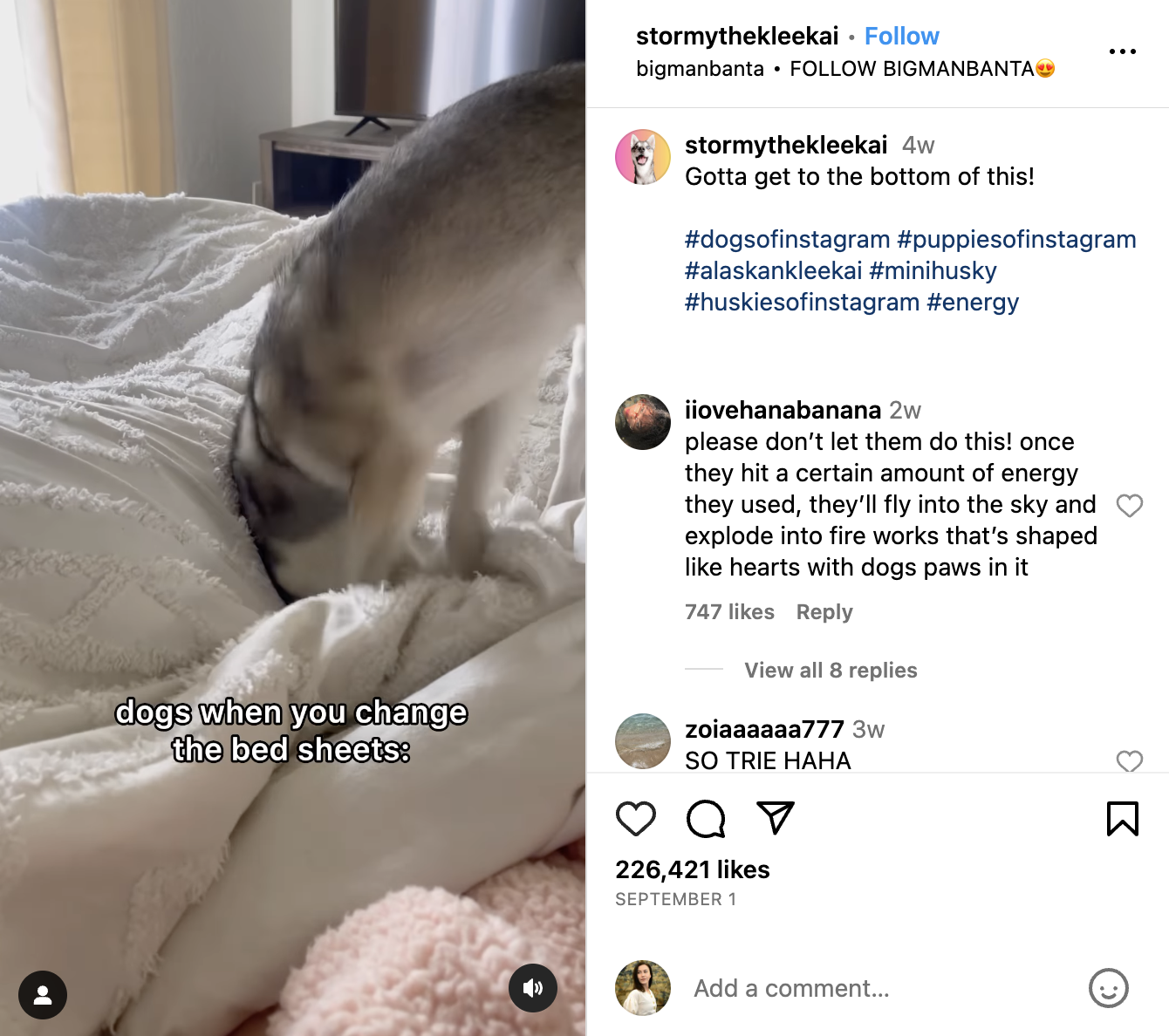 screenshot from a reel with a husky playing in the sheets