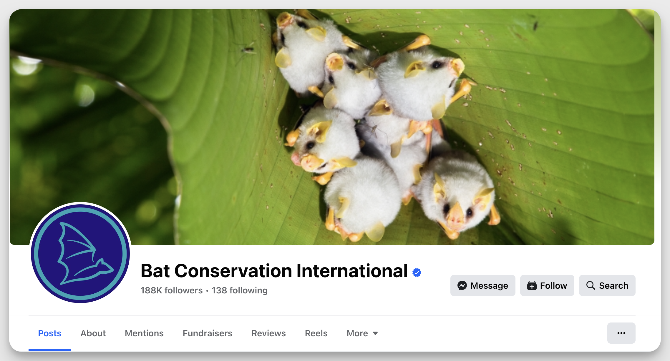 example of nonprofit: Bat conservation international